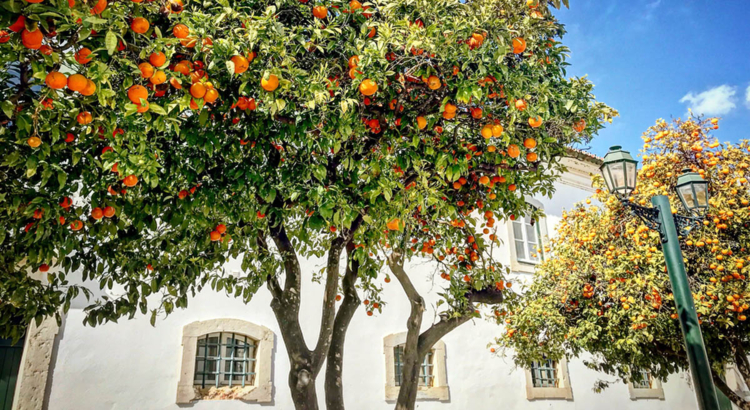 Orangenbaum Faro